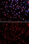 ERCC Excision Repair 1, Endonuclease Non-Catalytic Subunit antibody, GTX33185, GeneTex, Immunofluorescence image 