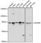 Myotubularin Related Protein 9 antibody, A13124, ABclonal Technology, Western Blot image 