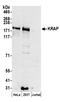 ITPR Interacting Domain Containing 2 antibody, A304-607A, Bethyl Labs, Western Blot image 