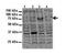 ATPase H+ Transporting V0 Subunit A2 antibody, NBP1-59069, Novus Biologicals, Western Blot image 