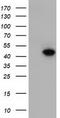 DnaJ Heat Shock Protein Family (Hsp40) Member A2 antibody, CF501685, Origene, Western Blot image 