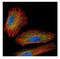 NIMA Related Kinase 2 antibody, NBP2-19510, Novus Biologicals, Immunocytochemistry image 
