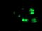 Protein arginine N-methyltransferase 2 antibody, NBP2-01291, Novus Biologicals, Immunofluorescence image 