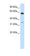 Zinc Finger Protein 609 antibody, MBS835102, MyBioSource, Western Blot image 
