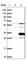 Ras Association Domain Family Member 3 antibody, HPA038469, Atlas Antibodies, Western Blot image 