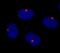 Centrosomal protein of 290 kDa antibody, IHC-00365, Bethyl Labs, Immunohistochemistry paraffin image 