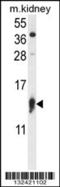 Ribosomal Protein S12 antibody, 56-764, ProSci, Western Blot image 