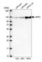 La Ribonucleoprotein Domain Family Member 4 antibody, HPA039306, Atlas Antibodies, Western Blot image 