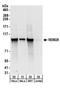 RNA Binding Motif Protein 28 antibody, A303-925A, Bethyl Labs, Western Blot image 