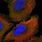 Ankyrin-3 antibody, HPA038455, Atlas Antibodies, Immunocytochemistry image 