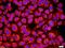 Colony Stimulating Factor 2 Receptor Alpha Subunit antibody, orb10732, Biorbyt, Immunocytochemistry image 