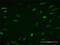Zinc Finger And BTB Domain Containing 33 antibody, H00010009-M02, Novus Biologicals, Immunofluorescence image 