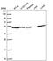 DnaJ Heat Shock Protein Family (Hsp40) Member A2 antibody, PA5-65583, Invitrogen Antibodies, Western Blot image 