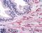 Engulfment and cell motility protein 2 antibody, 45-531, ProSci, Immunohistochemistry frozen image 