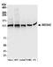 SEC24 Homolog C, COPII Coat Complex Component antibody, A304-759A, Bethyl Labs, Western Blot image 