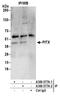 Paired Like Homeodomain 1 antibody, A300-577A, Bethyl Labs, Immunoprecipitation image 