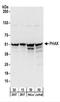 Phosphorylated adapter RNA export protein antibody, NBP2-22268, Novus Biologicals, Western Blot image 