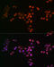 Drosha Ribonuclease III antibody, GTX09511, GeneTex, Immunocytochemistry image 