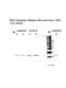 Hes Family BHLH Transcription Factor 1 antibody, ARP32372_T100, Aviva Systems Biology, Western Blot image 