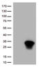 Heat shock protein beta-1 antibody, TA813404, Origene, Western Blot image 