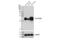 Thy-1 Cell Surface Antigen antibody, 13801S, Cell Signaling Technology, Western Blot image 