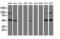 Integrin Alpha FG-GAP Repeat Containing 2 antibody, M17225-2, Boster Biological Technology, Western Blot image 