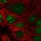 Proline Rich 19 antibody, HPA070350, Atlas Antibodies, Immunofluorescence image 