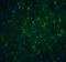 Beclin 1 antibody, 3613, ProSci Inc, Immunofluorescence image 
