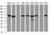 Heat Shock Protein Family D (Hsp60) Member 1 antibody, LS-C797863, Lifespan Biosciences, Western Blot image 