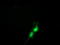 LRAT Domain Containing 2 antibody, TA501970, Origene, Immunofluorescence image 