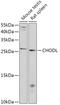 Chondrolectin antibody, 18-123, ProSci, Western Blot image 