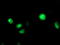 Cytochrome P450 Family 2 Subfamily C Member 9 antibody, LS-C173446, Lifespan Biosciences, Immunofluorescence image 