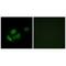 Mitochondrial Ribosomal Protein L11 antibody, A11059, Boster Biological Technology, Immunofluorescence image 