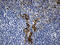 MOK Protein Kinase antibody, LS-C798856, Lifespan Biosciences, Immunohistochemistry paraffin image 
