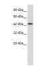 Distal-Less Homeobox 2 antibody, PA1-30043, Invitrogen Antibodies, Western Blot image 