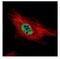Protein Inhibitor Of Activated STAT 4 antibody, NBP1-31215, Novus Biologicals, Immunofluorescence image 