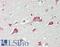 Potassium Calcium-Activated Channel Subfamily M Regulatory Beta Subunit 2 antibody, LS-B13623, Lifespan Biosciences, Immunohistochemistry paraffin image 