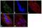 Ribosomal RNA 5.8S antibody, MA1-13017, Invitrogen Antibodies, Immunofluorescence image 
