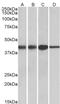 Homeobox protein Meis2 antibody, 42-588, ProSci, Enzyme Linked Immunosorbent Assay image 