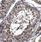 Golgi Associated PDZ And Coiled-Coil Motif Containing antibody, NBP1-77242, Novus Biologicals, Immunohistochemistry frozen image 