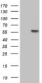 Chaperonin Containing TCP1 Subunit 4 antibody, MA5-27371, Invitrogen Antibodies, Western Blot image 