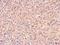 GC-A antibody, NBP1-31333, Novus Biologicals, Immunohistochemistry paraffin image 