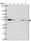 Glutathione Synthetase antibody, HPA054508, Atlas Antibodies, Western Blot image 