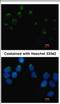 Embigin antibody, NBP2-16324, Novus Biologicals, Immunofluorescence image 