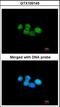 ERCC Excision Repair 8, CSA Ubiquitin Ligase Complex Subunit antibody, orb89371, Biorbyt, Immunofluorescence image 