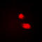 Cytidine/Uridine Monophosphate Kinase 1 antibody, LS-C358946, Lifespan Biosciences, Immunofluorescence image 