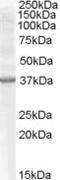 Renalase, FAD Dependent Amine Oxidase antibody, MBS420455, MyBioSource, Western Blot image 