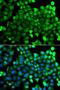 Neurocalcin Delta antibody, orb373910, Biorbyt, Immunofluorescence image 