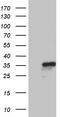 Nucleic Acid Binding Protein 1 antibody, CF811086, Origene, Western Blot image 