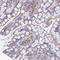Regulator Of MON1-CCZ1 antibody, HPA043589, Atlas Antibodies, Immunohistochemistry paraffin image 
